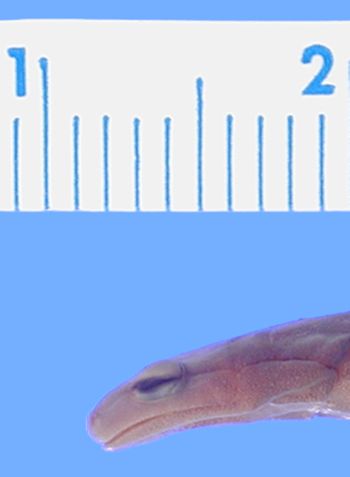 Media type: image; Herpetology A-17366